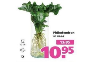 philodendron in vaas