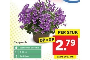 campanula