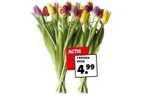 bos tulpen