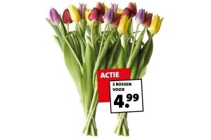 bos tulpen