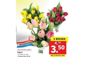 tulpen