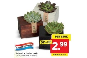 vetplant in houten bakje