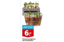 plantenarrangement met bloembollen