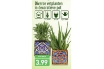 vetplanten in decoratieve pot