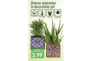 vetplanten in decoratieve pot