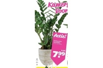 kamerplant zamioculcas