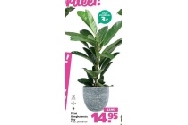 kamerplant ficus