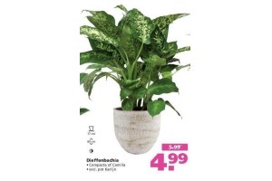 kamerplant dieffenbachia