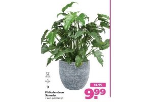 kamerplant philodendron xanadu