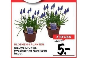 blauwe druifjes hyacinten en narcissen