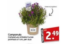 campanula