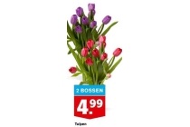 tulpen