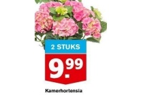 kamerhortensia