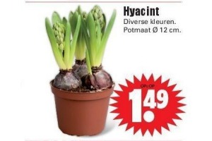 hyacint