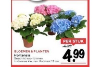 hortensia