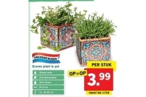 groene plant in pot