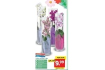 2 takker orchidee in glas