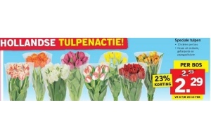 tulpen