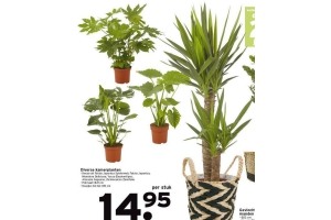 diverse kamerplanten