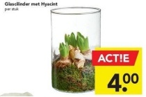 glascilinder met hyacint