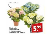 hortensia