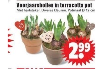 voorjaarsbollen in terracotta pot