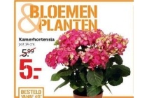 kamerhortensia