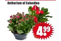 anthurium of calandiva