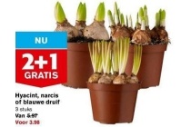 hyacint narcis of blauwe druif