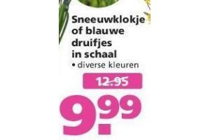 sneeuwklokje of blauwe druifjes in schaal