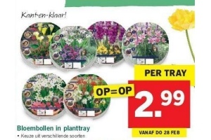 bloembollen in planttray