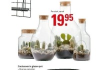 cactussen in glazen pot