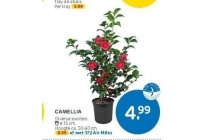 camellia