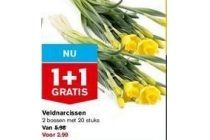 veldnarcissen