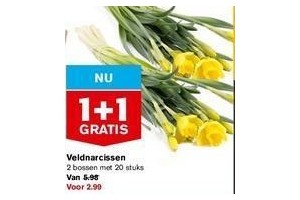 veldnarcissen