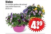 violen