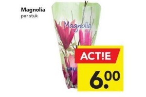 magnolia