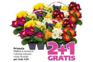 primula