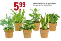 kamerplanten in terracotta pot