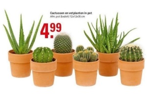 cactussen en vetplanten pot