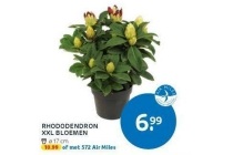 rhododendron xxl bloemen