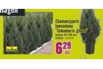 chamaecyparis lawsoniana columnaris glauca