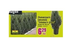 chamaecyparis lawsoniana columnaris glauca