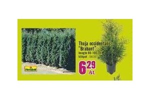 thuja occidentalis brabant