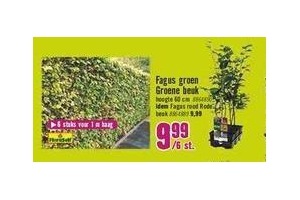 fagus groen groene beuk