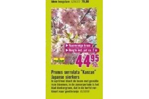 prunus serrulata kanzan japanse sierkers