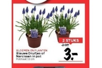 blauwe druifjes of narcissen in pot