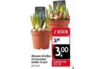 blauwe druifjes of narcissen bollen in pot