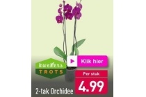 2 tak orchidee