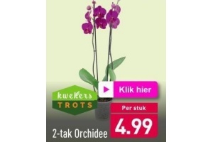 2 tak orchidee